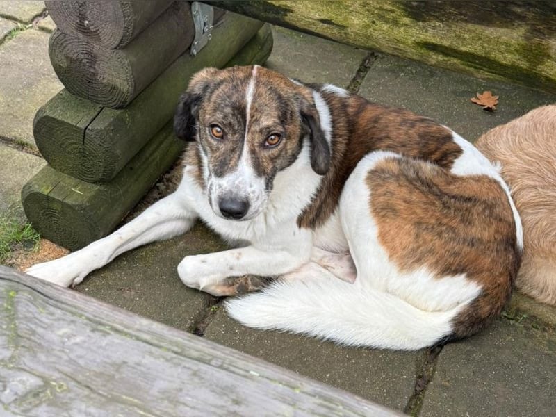 ♥NORA♥ neu auf Pflegestelle bei Köln - hübsche, sanftmütige, sensible Hündin 48 cm