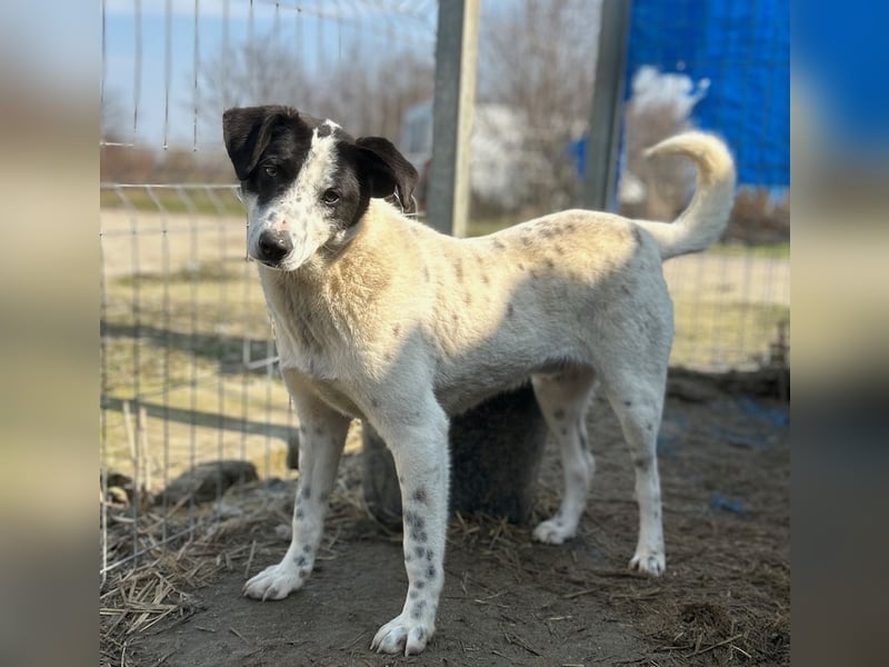 ⭐️SNOW⭐️, Herzensbrecher, Rüde, 1,5 Jahre, 50cm, Mischling, Tierschutz Rumänien
