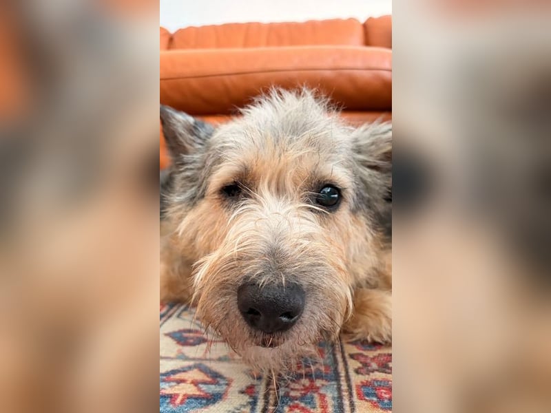 ♥LENI♥ auf Pflegestelle bei Düsseldorf - sehr sanfte, zarte, anhängliche Hündin 48 m