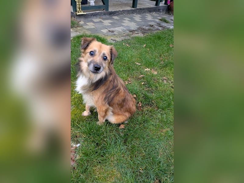 ♥DIDRIK♥ auf Pflegestelle bei Köln - süßer, lieber, dankbarer, blinder Purzel 45 cm