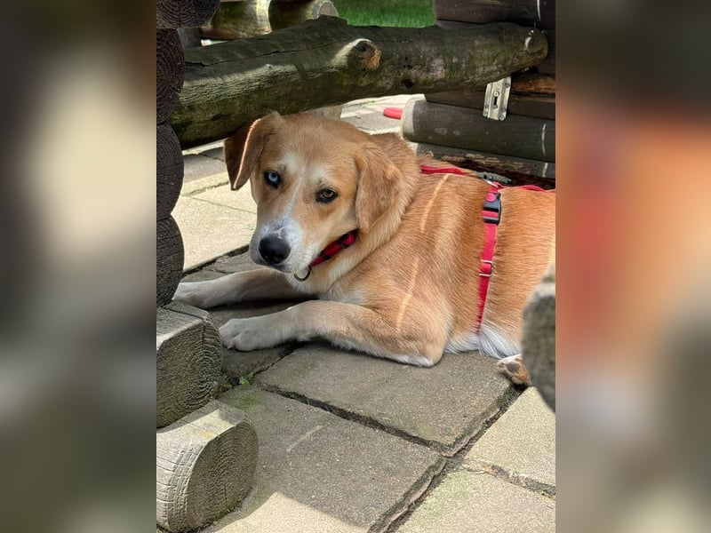 ♥ROMY♥ neu auf Pflegestelle bei Köln - wunderschöne, unglaublich verschmuste Traumhündin 50 cm