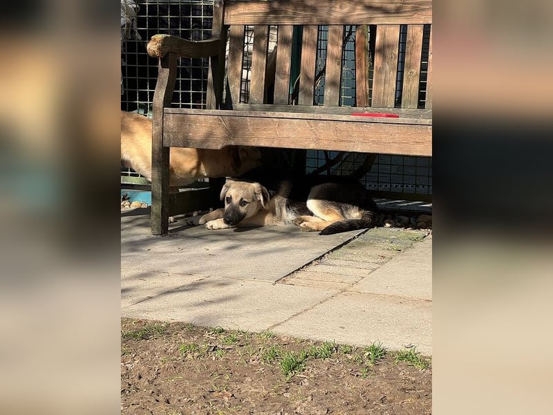 ♥DINA♥ auf Pflegestelle bei Köln-hübsches, liebes, verspieltes Welpenmädchen 42cm