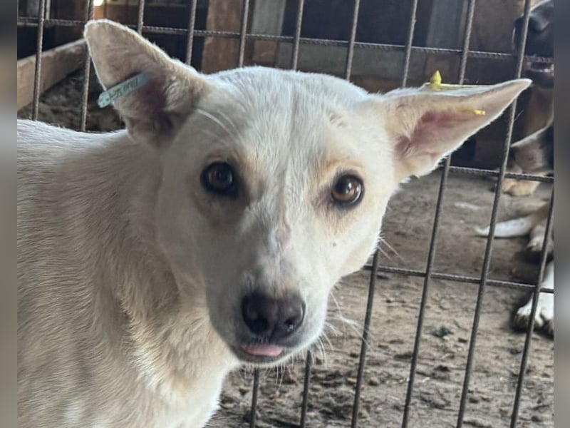 ♥NOEMI♥ hübsche weiße, anfangs noch zurückhaltende sensible Seele 47 cm