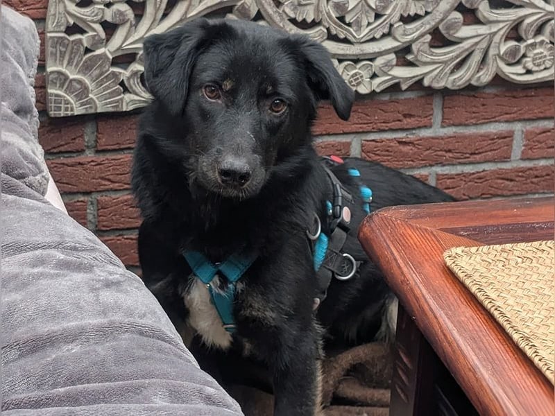 ♥MARIA♥ auf Pflegestelle bei Köln - süße, noch ängstliche, ganz liebe Junghündin 43 cm