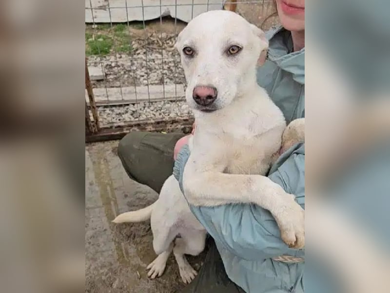 ♥LUCY♥ sportliche, lebenslustige, sehr menschenbezogene Junghündin 45 cm