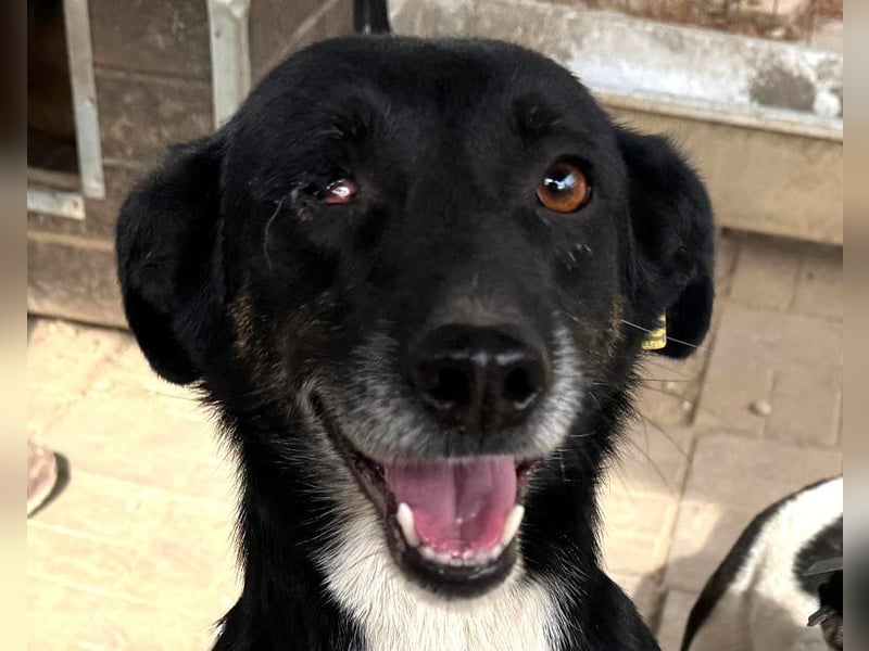 ♥MIMI♥ neu auf Pflegestelle bei Köln - sehr liebe, aufgeschlossene und verschmuste Hündin 49 cm