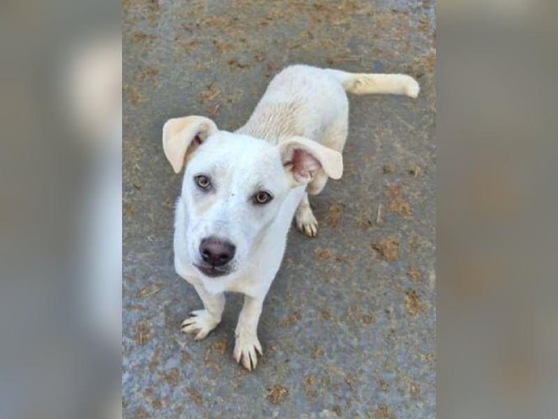 ♥LUCY♥ sportliche, lebenslustige, sehr menschenbezogene Junghündin 45 cm