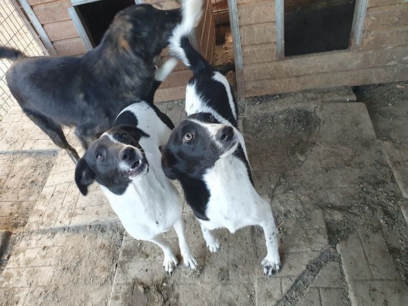 ♥SIMON♥ sehr menschenbezogener, hübscher Junghund, der als Familienhund geeignet ist 45 cm