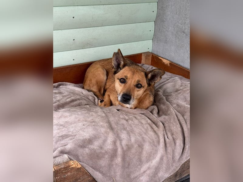 ♥AXEL♥ auf Pflegestelle bei Köln - verschmuster, sehr menschenbezogener Traumhund 48 cm