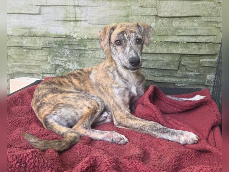 ♥NICKY♥ neu auf Pflegestelle bei Köln - hübsche, verschmuste, viel zu dünne Juniorin 45 cm