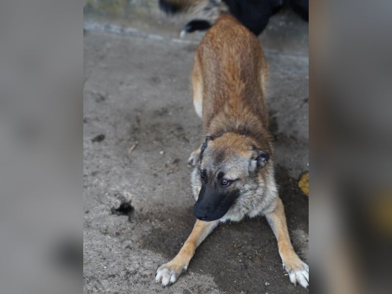⭐️TASCHA⭐️, liebes Hundemädchen, 1 Jahr, 50 cm, Mischling, Tierschutz Rumänien