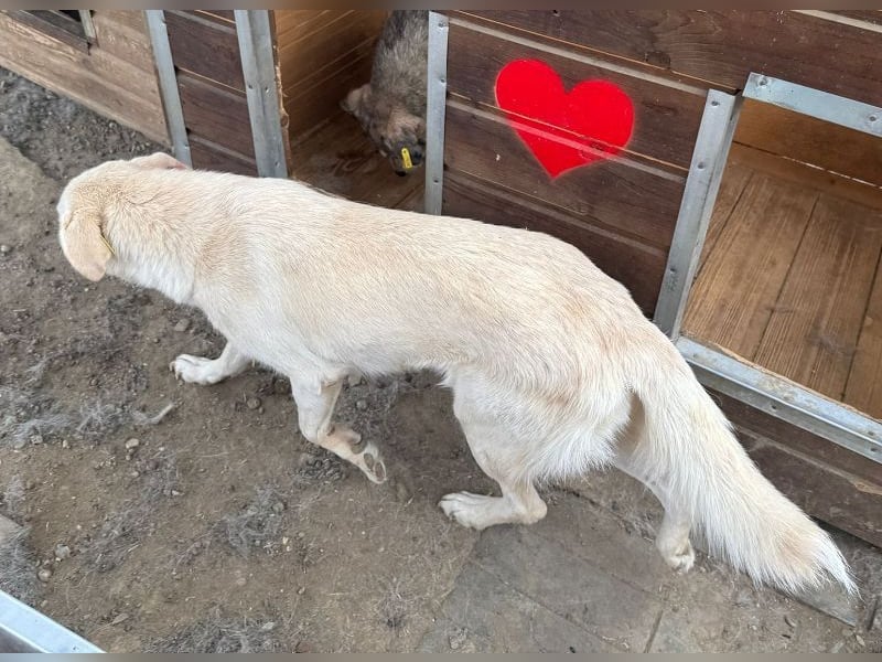 ♥ELLA♥ besonders hübsche, sanfte, noch vorsichtige Hündin 49 cm