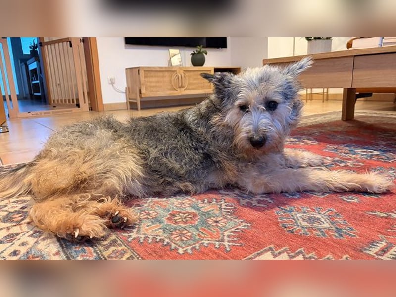 ♥LENI♥ auf Pflegestelle bei Düsseldorf - sehr sanfte, zarte, anhängliche Hündin 48 m