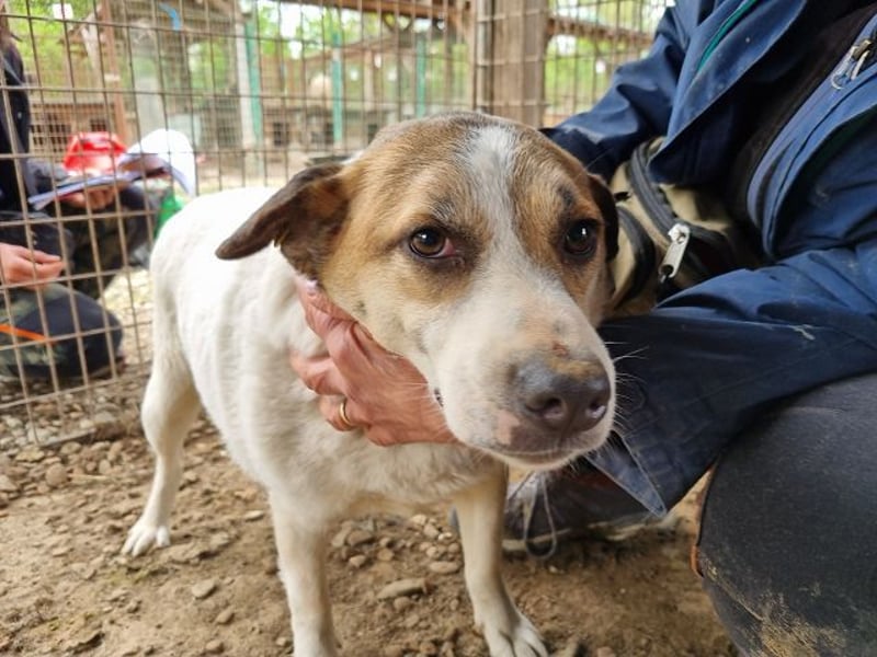 ♥MONTANA♥ süße, unkomplizierte, liebe, ruhige Hündin, die schon 2 Jahre im Tierheim wartet 49 cm