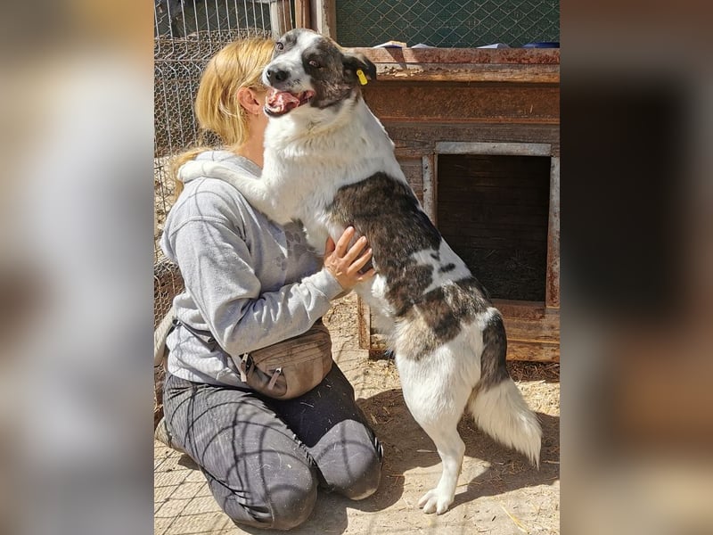 ♥SALLY♥ bildhübsche, ausgesprochene temperamentvolle und ganz menschenbezogene Hündin 46 cm