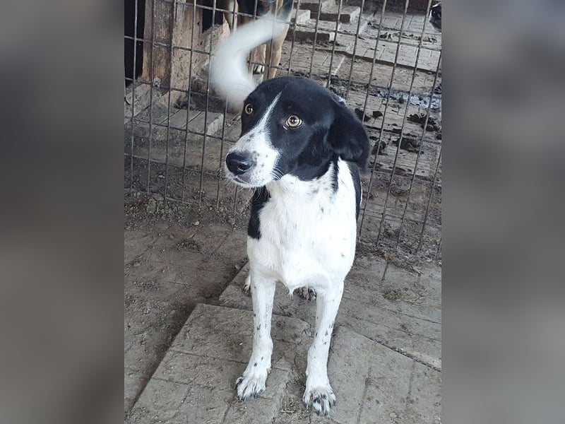 ♥SANCHO♥ wunderbarer, hübscher, anhänglicher, sensibler Jungrüde 48 cm