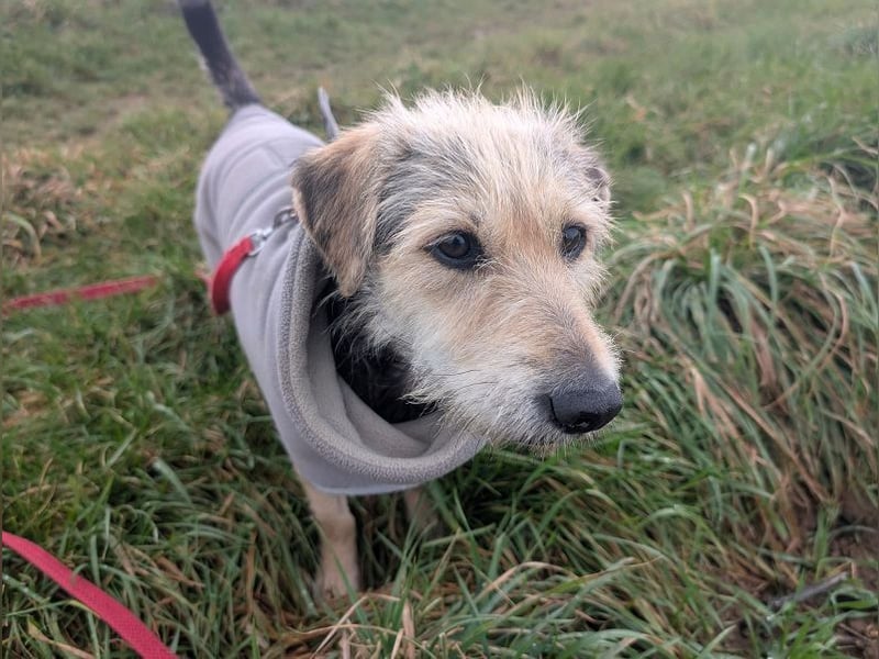 ♥COCO♥ auf Pflegestelle bei Köln - zuckersüße, ganz liebe kleinere Hündin - hat Epilepsie 43 cm