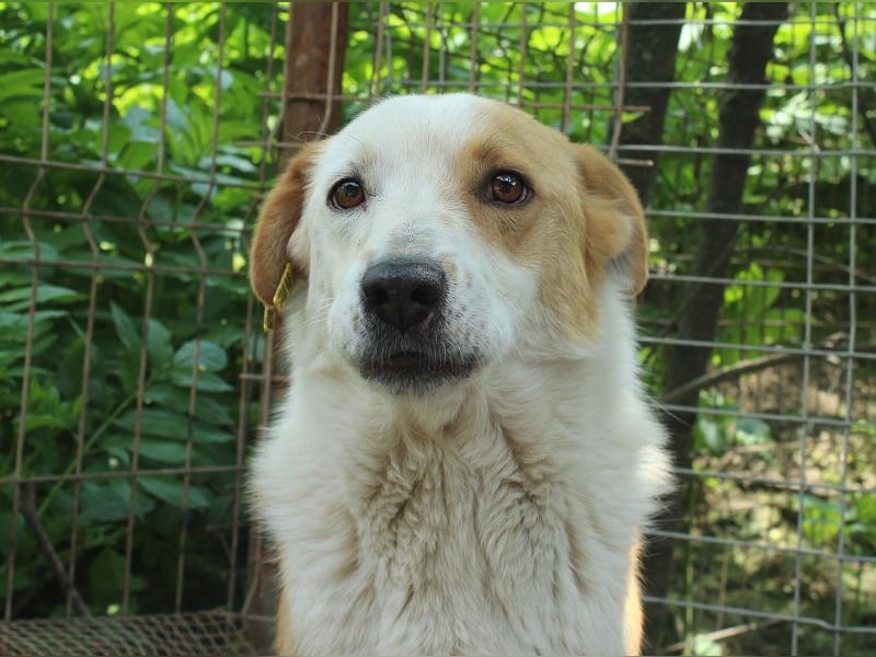 ♥ALAN♥ hübscher, offener, liebe Seele von Hund 45 cm