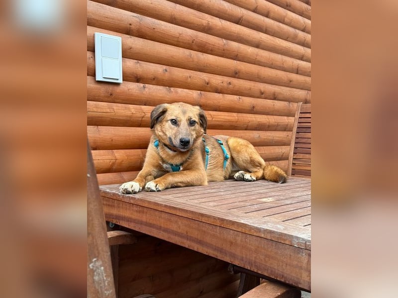 ♥BECKY♥ auf Pflegestelle in Köln - zuckersüße, hübsche, noch vorsichtige Hündin 45cm