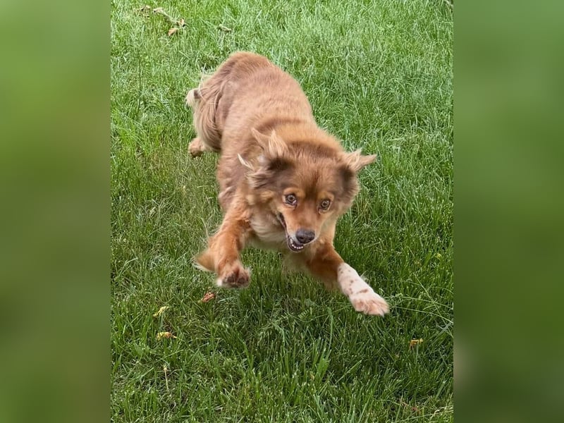 NOTFALL ♥BRUNO♥ hübscher, ruhiger, ganz lieber Hundeopi, der eine Familie hatte 43cm