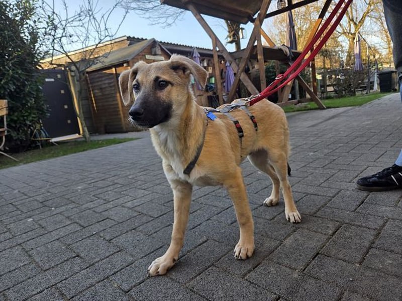 ♥DIDI♥ auf Pflegestelle bei Köln - bezaubernder, verspielter Welpenjunge 44cm - wird mittelgroß