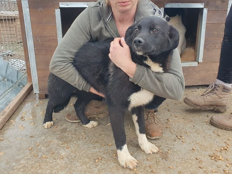 ♥MARVIN♥ zuckersüßer, ganz lieber, im Tierheim völlig verängstigter armer Schatz 48 cm