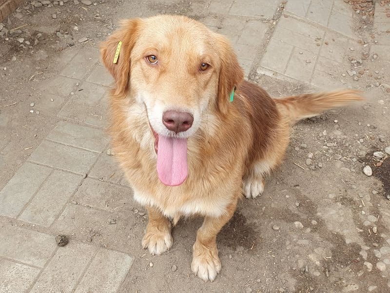 ♥CESAR♥ sehr menschenbezogener Rüde, der wie ein tiefergelegter Golden Retriever wirkt 45 cm