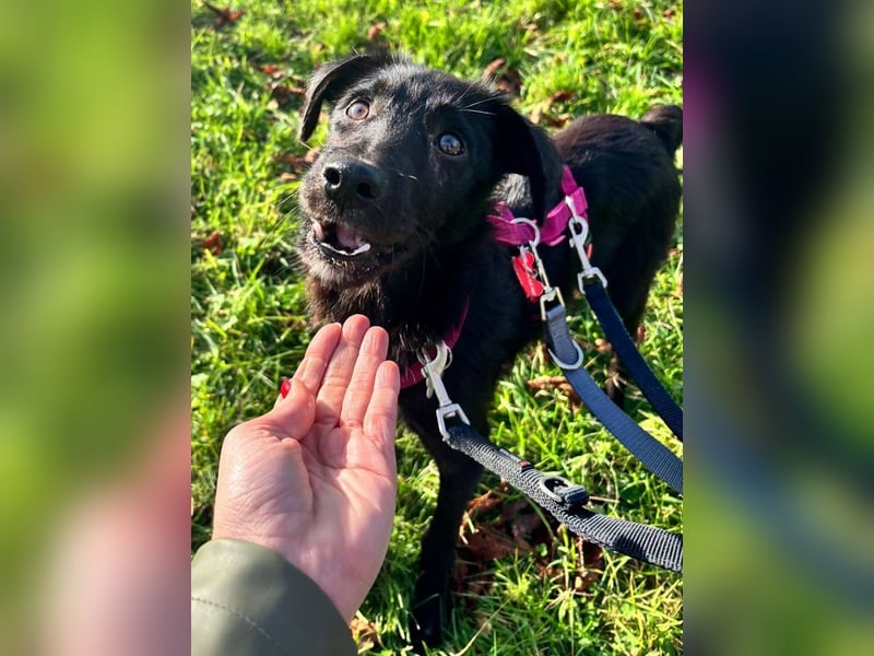♥CHICO♥ auf Pflegestelle in Köln - zuckersüßer, verschmuster, sanfter Junior 49 cm