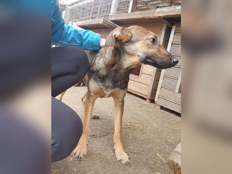 ♥DANA♥ sehr zutrauliche, aktive, schlanke Junghündin, die sich sehr nach Zuneigung sehnt 48 cm