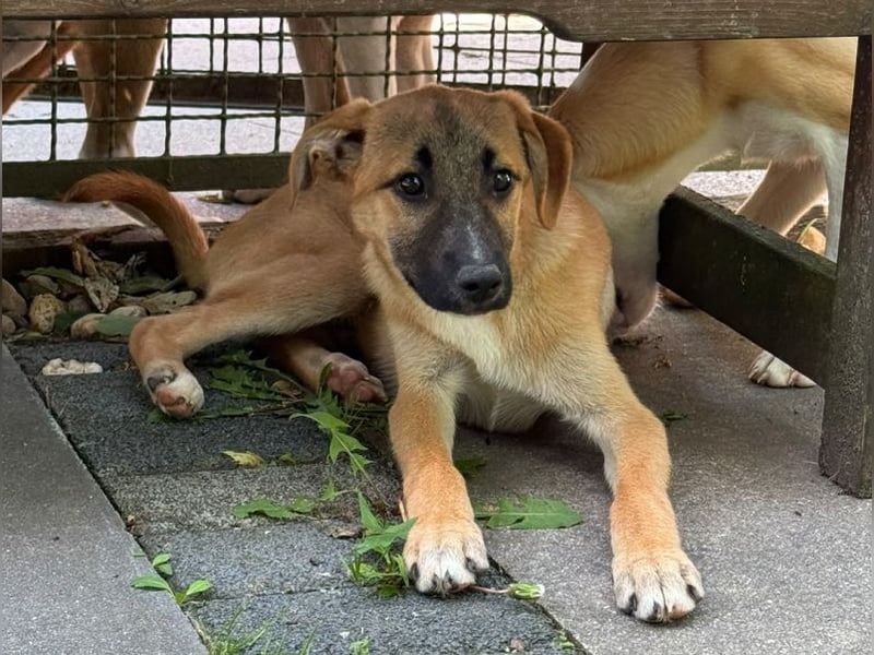 ♥HAGRID♥ neu auf Pflegestelle bei Köln - wunderschöner, verspielter Welpe 45 cm (wachsend)