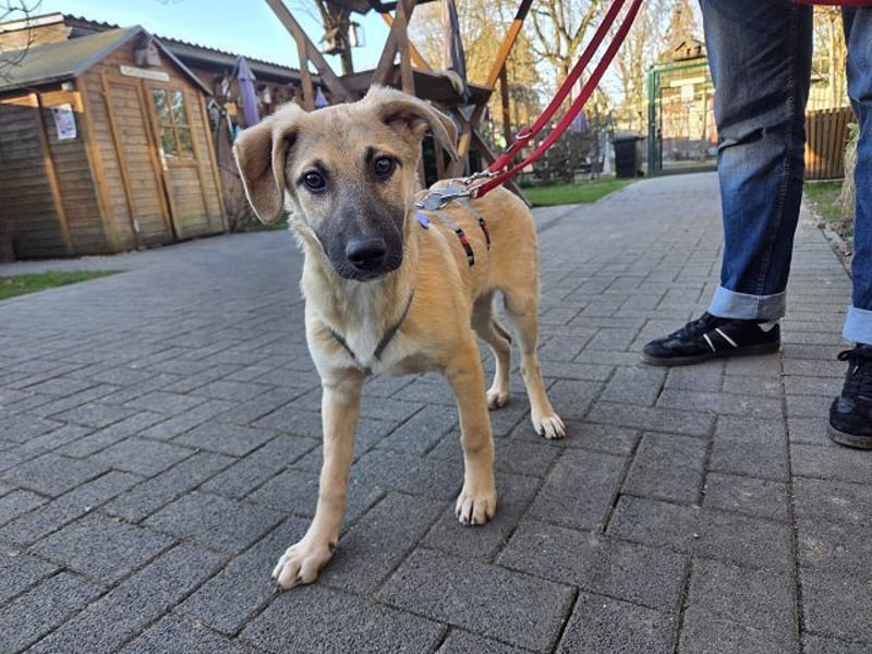 ♥DIDI♥ auf Pflegestelle bei Köln - bezaubernder, verspielter Welpenjunge 44cm - wird mittelgroß