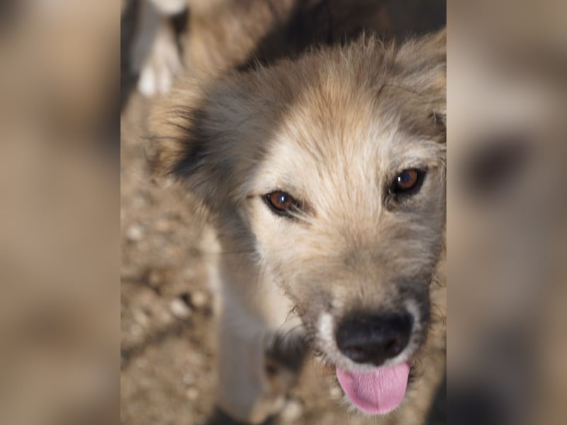⭐️JASEY⭐️, mopsfideler Welpe, Rüde, 5 Monate, 46 cm, Mischling, Tierschutz Rumänien