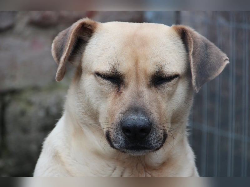 ⭐️MELINA⭐️ verschmuste Hündin, 4 Jahre, 48 cm, Mischling, Tierschutz Rumänien