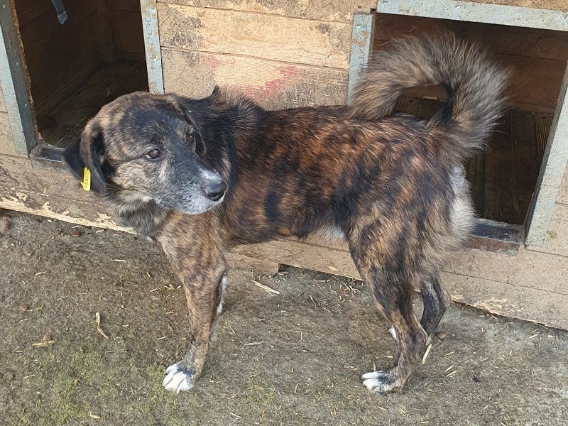 ♥RUSTY♥ unfassbar verschmuster und kuschelbedürftiger, wunderschöner, gestromter Rüde 49 cm