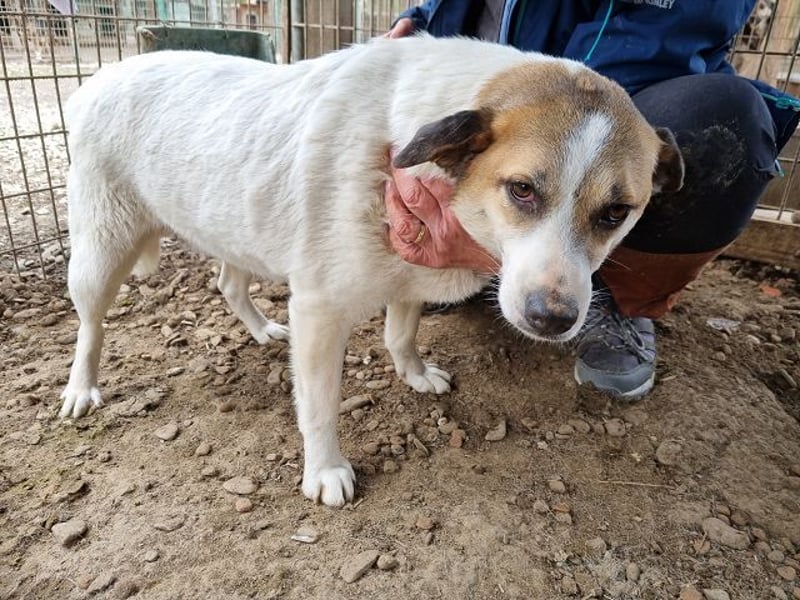 ♥MONTANA♥ süße, unkomplizierte, liebe, ruhige Hündin, die schon 2 Jahre im Tierheim wartet 49 cm