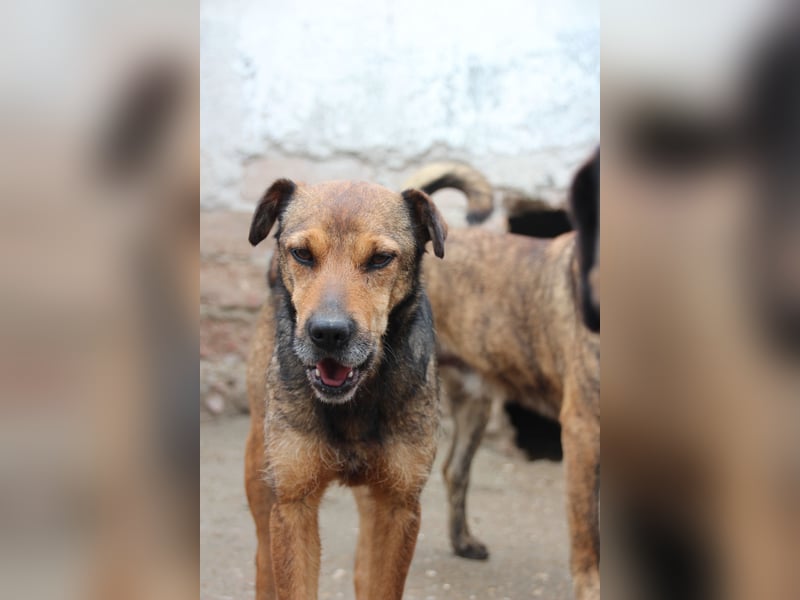 ⭐️ZITA⭐️, treue Seele, Hündin, 4 Jahre, 44 cm, Mischling, Tierschutz Rumänien
