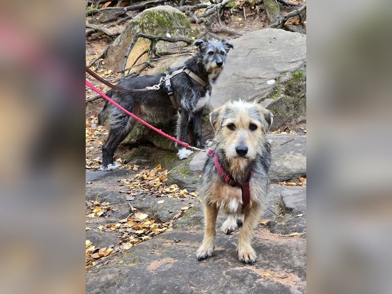 ♥COCO♥ auf Pflegestelle bei Köln - zuckersüße, ganz liebe kleinere Hündin - hat Epilepsie 43 cm