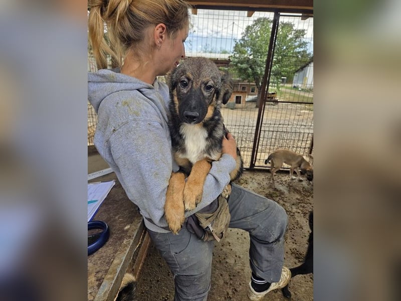 ♥CARINO♥ ganz süßer, lieber, nicht aufdringlicher und ruhiger Junior 48 cm