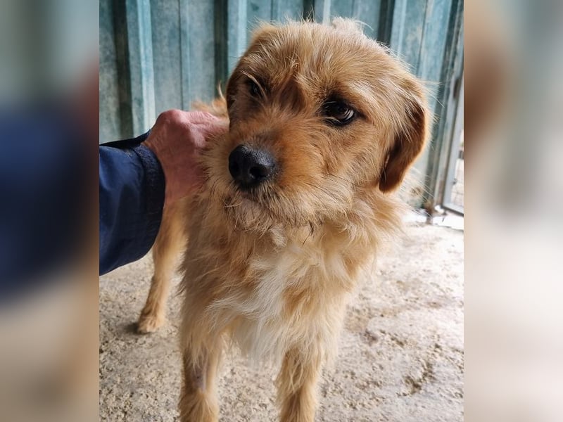 ♥CHUPPY♥ wunderbarer, feinfühliger Rüde - ein echter Hingucker 42 cm