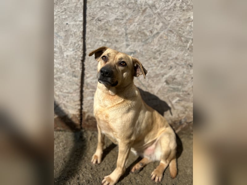 ⭐️MELINA⭐️ verschmuste Hündin, 4 Jahre, 48 cm, Mischling, Tierschutz Rumänien