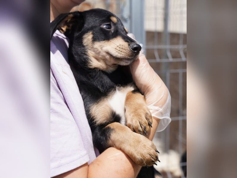 ⭐️Mila⭐️, zum Verlieben, Welpe, Hündin, 3 Monate, 25 cm (im Wachstum), Mischling, Tierschutz Rumänie