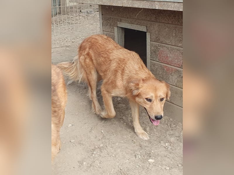 ♥MAIBLE♥ süße, so liebe, noch etwas zurückhaltende Hündin, die schon 4 Jahre im Tierheim wartet 50cm