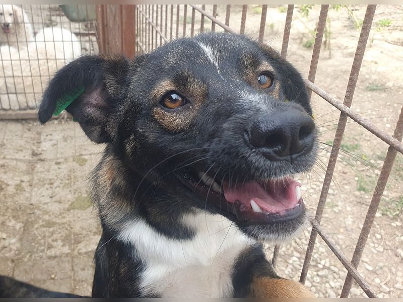 ♥HEIKO♥ zarter, ganz verschmuster und menschenbezogener Jungrüde 49 cm