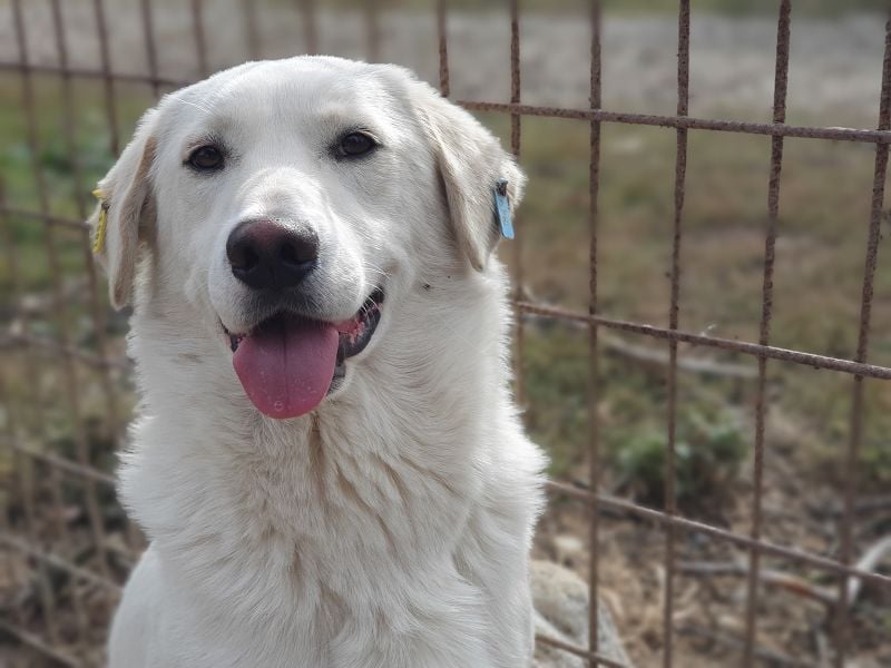 ♥JANOSCH♥ hübscher, sehr lieber, anfangs noch vorsichtiger Labrador-Mix-Rüde 48 cm