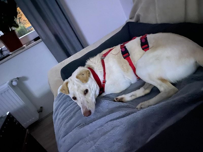 ♥MALEEN♥ auf Pflegestelle bei Duisburg - bildhübsche, süße, sanfte Hündin 47 cm