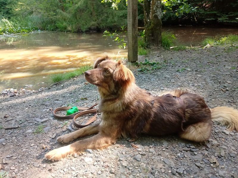♥BRUNJA♥ verliert ihr Zuhause bei Köln - ganz menschenbezogene, aktive Junghündin 45cm