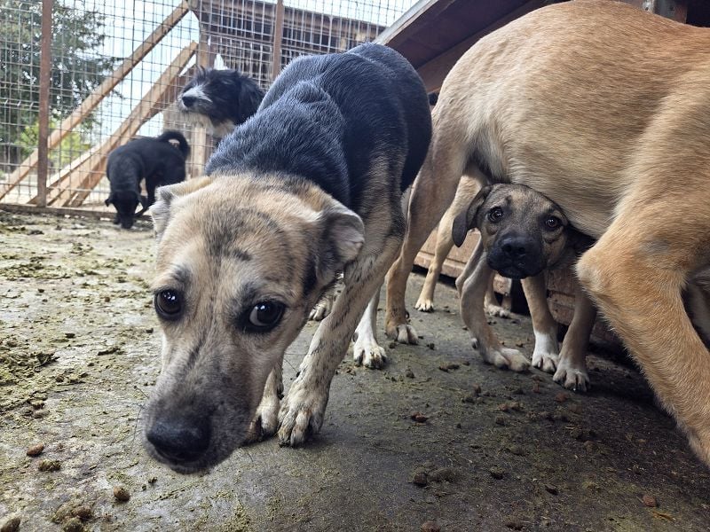 ♥ROXANA♥ wunderschöne, neugierige, liebevolle Juniorin 45 cm