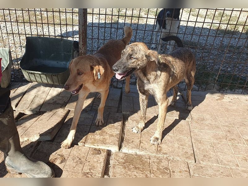 ♥JOELINA♥ super liebe, verschmuste hübsche gestromte Hündin 49 cm