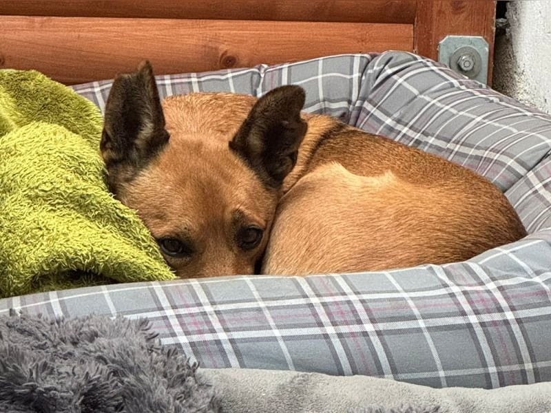 ♥AXEL♥ auf Pflegestelle bei Köln - verschmuster, sehr menschenbezogener Traumhund 48 cm