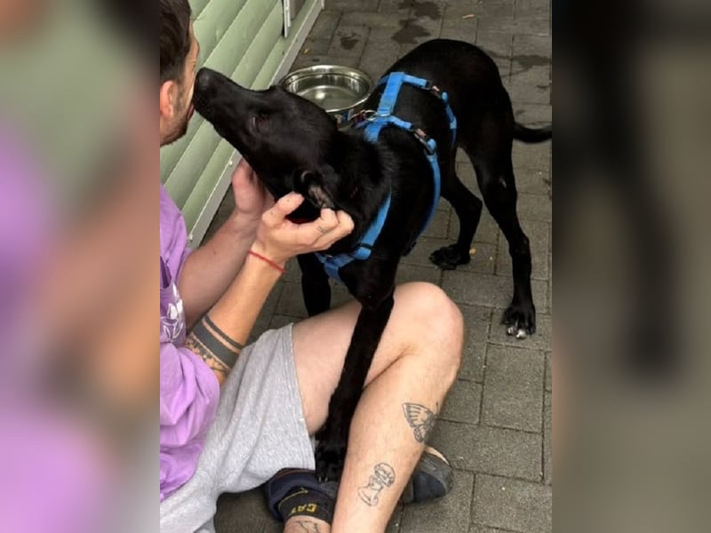 ♥SHADOW♥ auf Pflegestelle bei Duisburg - süßer, verschmuster und verspielter Junior 49cm